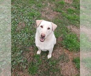 Labrador Retriever Dogs for adoption in Murrells Inlet, SC, USA