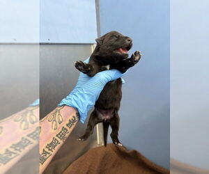 Labrador Retriever-Unknown Mix Dogs for adoption in San Bernardino, CA, USA