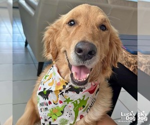 Golden Retriever-Unknown Mix Dogs for adoption in Washington, DC, USA