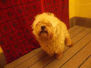 Lhasa-Poo Dogs for adoption in Forestville, MD, USA