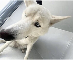 Siberian Husky Dogs for adoption in Houston, TX, USA