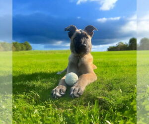 Mutt Dogs for adoption in Menifee, CA, USA