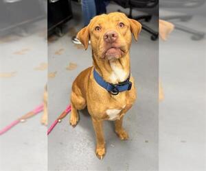 Labrador Retriever-Unknown Mix Dogs for adoption in Peoria, IL, USA