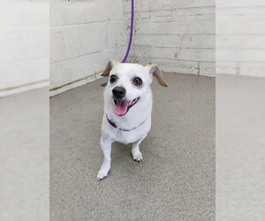 Chihuahua Dogs for adoption in San Bernardino, CA, USA