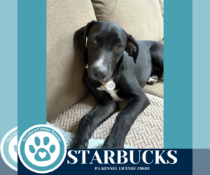 Labrador Retriever-Unknown Mix Dogs for adoption in Kimberton, PA, USA