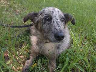 Australian Shepherd-Unknown Mix Dogs for adoption in Orangeburg, SC, USA