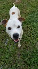 American Pit Bull Terrier-Unknown Mix Dogs for adoption in Ashland, KY, USA