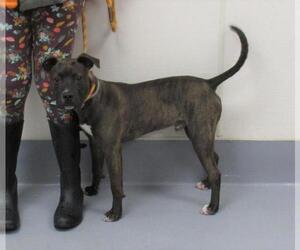 American Pit Bull Terrier Dogs for adoption in Louisville, KY, USA
