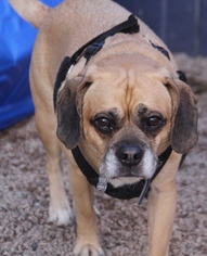 Puggle Dogs for adoption in phoenix, AZ, USA