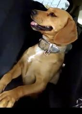 Medium Photo #1 Beagle-Unknown Mix Puppy For Sale in Dana Point, CA, USA