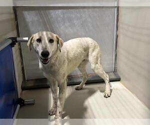 Akbash-Unknown Mix Dogs for adoption in Bakersfield, CA, USA