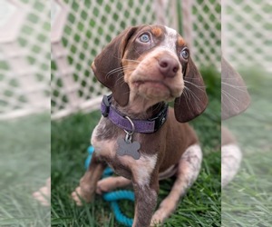 Coonhound Dogs for adoption in Holly Springs, NC, USA