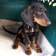 Medium Photo #1 Basschshund Puppy For Sale in Cologne, NJ, USA