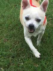Chihuahua Dogs for adoption in Dumfries, VA, USA