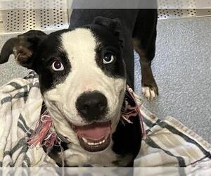 American Pit Bull Terrier-Unknown Mix Dogs for adoption in Orange, CA, USA
