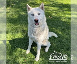 Siberian Husky Dogs for adoption in Irvine, CA, USA