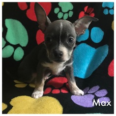Chihuahua Dogs for adoption in Charleston , WV, USA
