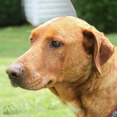 Redbone Coonhound Dogs for adoption in Troy, IL, USA