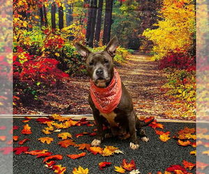 Mutt Dogs for adoption in Sanford, FL, USA