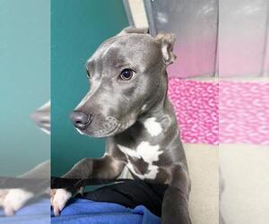 Mutt Dogs for adoption in Newton, NC, USA