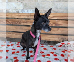 Chihuahua-Unknown Mix Dogs for adoption in Chico, CA, USA