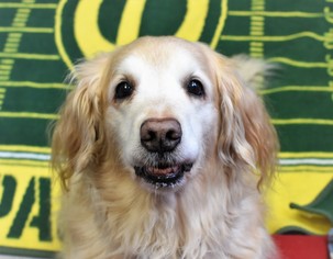 Golden Retriever Dogs for adoption in Negaunee, MI, USA