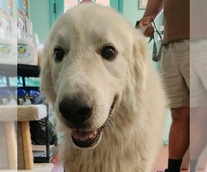Great Pyrenees Dogs for adoption in Madisonville, TN, USA