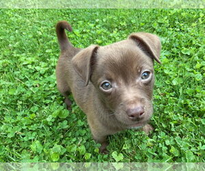 Australian Shepherd-Chihuahua Mix Dogs for adoption in Fort Wayne, IN, USA
