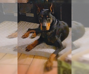 Doberman Pinscher Dogs for adoption in Columbus, IN, USA
