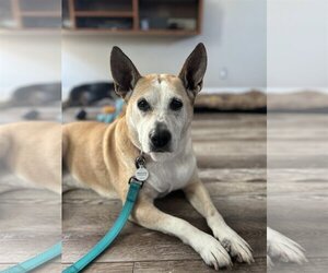 Mutt Dogs for adoption in San Jose, CA, USA
