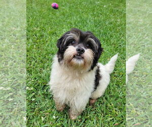 Shih Tzu Dogs for adoption in New Orleans, LA, USA