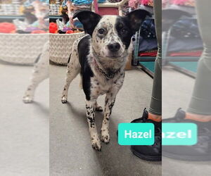 Mutt Dogs for adoption in Richmond, IN, USA