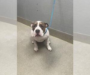 Mutt Dogs for adoption in Las Vegas, NV, USA