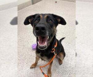 German Shepherd Dog-Unknown Mix Dogs for adoption in Brighton, CO, USA