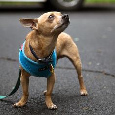 Medium Photo #1 Chihuahua Puppy For Sale in Arlington, VA, USA