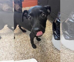 Labrador Retriever-Unknown Mix Dogs for adoption in Pueblo, CO, USA