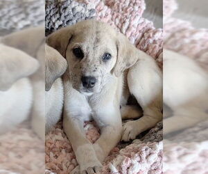 Mutt Dogs for adoption in Genesee, WI, USA