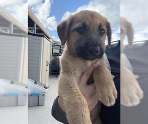 German Shepherd Dog-Unknown Mix Dogs for adoption in Conroe, TX, USA