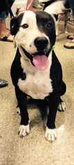 American Pit Bull Terrier Dogs for adoption in Chino, CA, USA