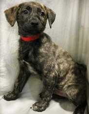 Plott Hound-Unknown Mix Dogs for adoption in Sylmar, CA, USA
