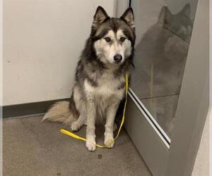 Siberian Husky Dogs for adoption in Berkeley , CA, USA