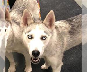Siberian Husky Dogs for adoption in Missoula, MT, USA