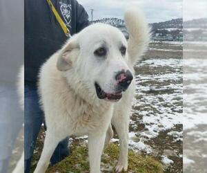 Great Pyrenees Dogs for adoption in Yreka, CA, USA