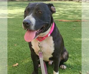 Mutt Dogs for adoption in Las Vegas, NV, USA