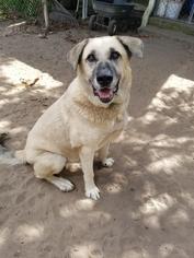 Anatolian Shepherd Dogs for adoption in Conway, SC, USA