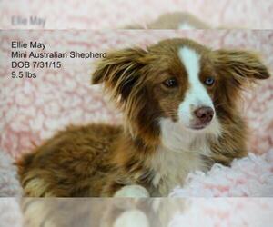 Australian Shepherd Dogs for adoption in Bon Carbo, CO, USA