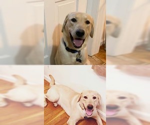 Labrador Retriever Dogs for adoption in Chantilly, VA, USA