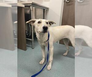 German Shepherd Dog-Unknown Mix Dogs for adoption in Baytown, TX, USA