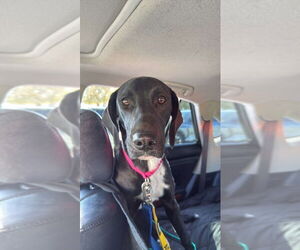 Dalmatian-Great Dane Mix Dogs for adoption in Bullard, TX, USA