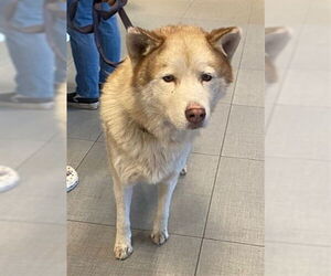 Siberian Husky Dogs for adoption in Rancho Cucamonga, CA, USA